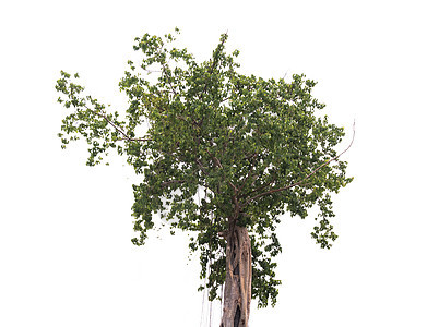 白色背景上孤立的树阔叶环境季节叶子树木生活植物橡木森林绿色图片