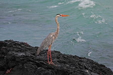 加拉帕戈斯州阿迪亚英雄岛屿海滩起源动物翅膀火山羽毛蜥蜴岩石野生动物图片