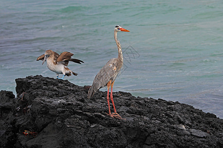 加拉帕戈斯州阿迪亚英雄起源蜥蜴崎岖动物岛屿海滩翅膀荒野爬虫野生动物图片
