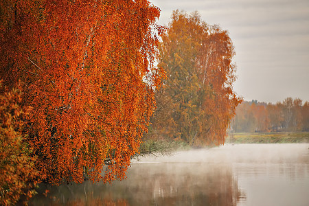 清晨在河边的秋雾中 黄树树木溪流树叶森林季节叶子阴霾桦木天空下雨图片