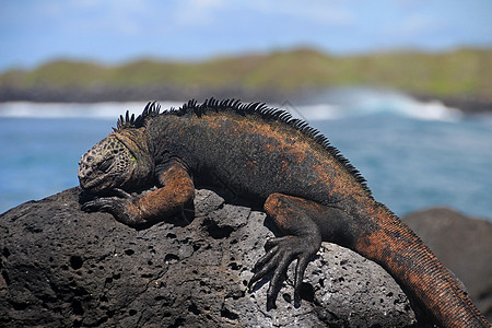 加拉帕戈斯海鬣蜥在熔岩岩石上休息皮肤爬虫怪物野生动物热带荒野蜥蜴鸡冠花海洋岛屿图片
