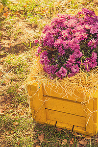 黄色木箱效果中的紫色菊花以stagram盒子花朵房间生长木头稻草植物群花盆风格乡村图片