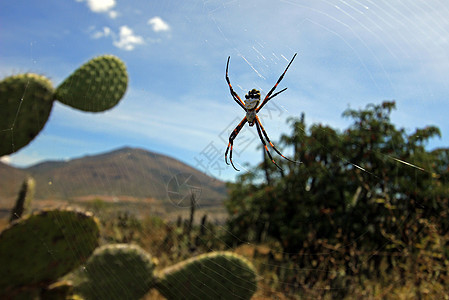仙人掌上的黄黑蜘蛛背景图片