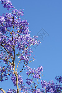 盛开多彩的Jacaranda树花瓣蓝色季节天空植物花园阳光叶子紫色背景图片