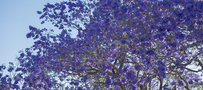 盛开多彩的Jacaranda树天空花园季节叶子阳光紫色花瓣蓝色植物图片
