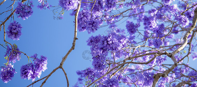 盛开多彩的Jacaranda树紫色阳光花园叶子季节花瓣植物天空蓝色图片