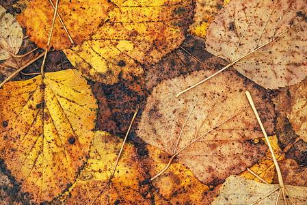 地上湿秋天叶作为背景季节活力公园森林风景树叶季节性黄色地面叶子图片