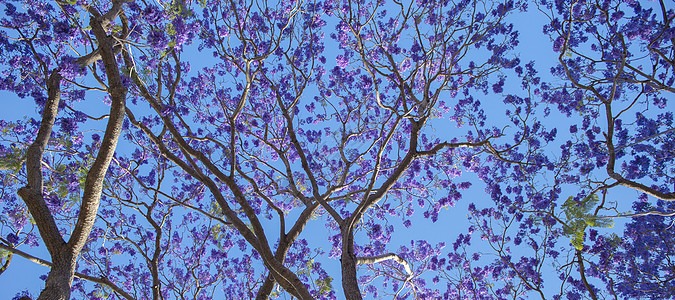 盛开多彩的Jacaranda树紫色蓝色阳光叶子天空植物花瓣花园季节图片