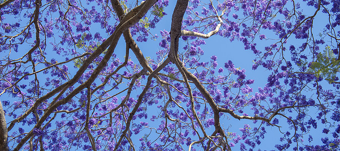 盛开多彩的Jacaranda树蓝色植物阳光天空紫色季节叶子花瓣花园图片