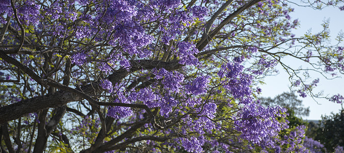 盛开多彩的Jacaranda树季节天空蓝色叶子植物花瓣阳光花园紫色图片
