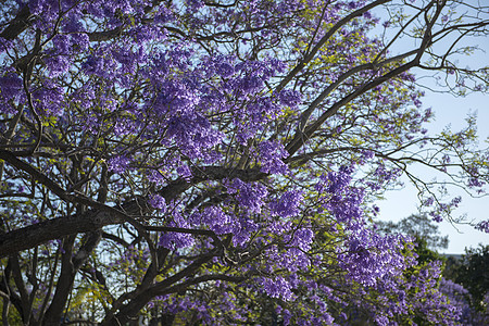 盛开多彩的Jacaranda树植物蓝色阳光花园天空叶子紫色花瓣季节图片