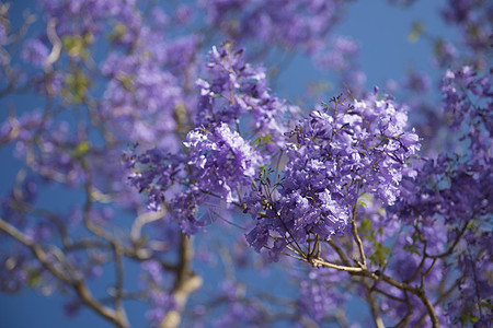 盛开多彩的Jacaranda树天空叶子阳光紫色蓝色季节植物花瓣花园图片