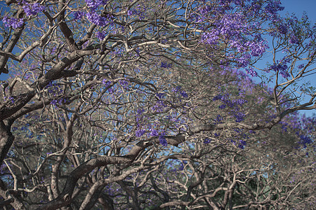 盛开多彩的Jacaranda树叶子植物季节蓝色花瓣天空阳光紫色花园图片