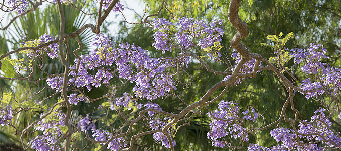 盛开多彩的Jacaranda树蓝色花瓣阳光紫色季节叶子天空植物花园图片