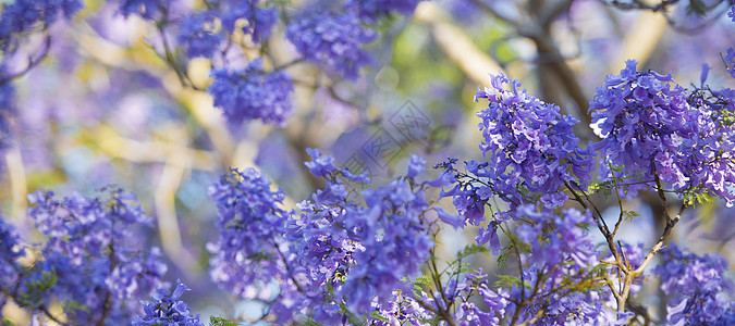 盛开多彩的Jacaranda树阳光天空紫色季节蓝色植物叶子花瓣花园图片