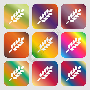 小麦耳朵图标标志 九个带有明亮渐变的按钮 设计精美 韦克托图片