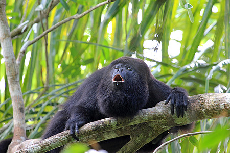 黑喇叭猴子叫声毛皮栖息地领导者丛林哺乳动物悲哀森林悲伤动物群热带图片