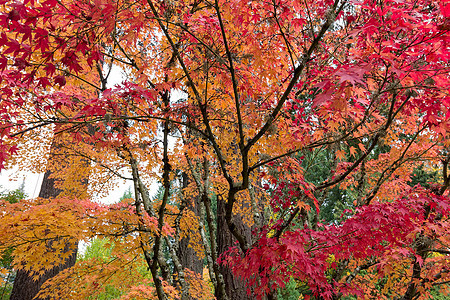 秋天的日本枫树图片