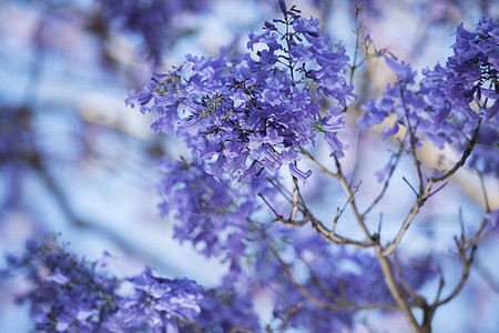 盛开多彩的Jacaranda树季节花瓣花园植物蓝色紫色叶子天空阳光图片