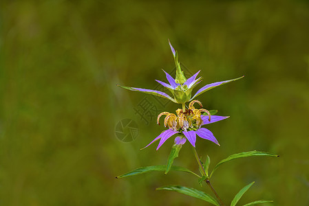 斑点蜜蜂平衡摩纳哥punctata点状植物播种数控草本香蜂草背景