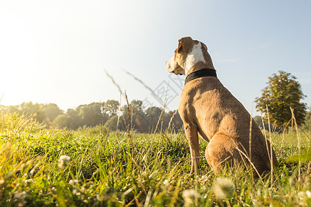 草地上的狗狗晴天天空小狗犬类阳光动物小猎犬背景
