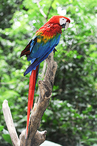 巴西Iguazu地区多彩的阿拉拉鹦鹉猫科红色图片