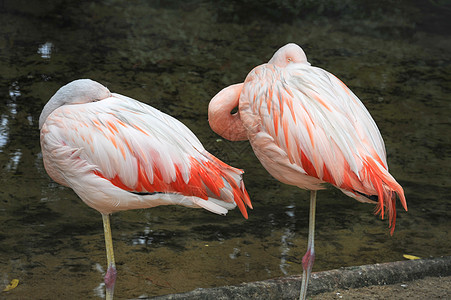 巴西森林上的粉红火烈火火烈鸟热带脖子羽毛荒野橙子动物园太阳晴天假期图片