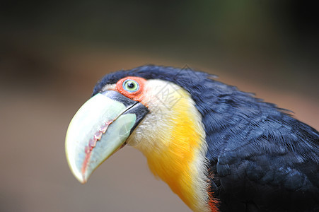 巴西森林上的多彩多彩的图卡人翅膀雨林羽毛合作异国情调鼻子鸟类身体荒野图片