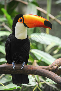 巴西森林上的多彩多彩的图卡人身体合作动物园眼睛野生动物脖子丛林动物翅膀雨林图片