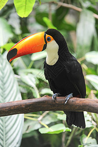 巴西森林上的多彩多彩的图卡人丛林情调脖子动物鸟类雨林鼻子橙子眼睛热带图片