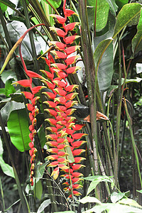 巴西热带热带森林植物 o 巴西植物群植被红色花朵背景图片