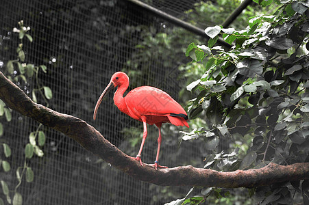 巴西森林上的粉红火烈火假期野生动物脖子眼睛羽毛动物太阳荒野橙子火烈鸟图片
