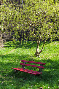 在公园的树下 绿红长凳图片