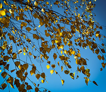 秋天背景 有树叶图片