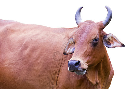红牛在白色背景中被孤立的图像牧场家畜场地耳朵农业农田牛肉动物喇叭土地图片