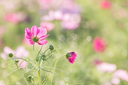 田野中的花朵草地宇宙植物学花园花粉农村植物植物群环境晴天图片