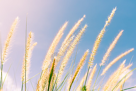 天然毛草叶子登嘉楼生长季节联邦场地动物群草地植物学半岛图片