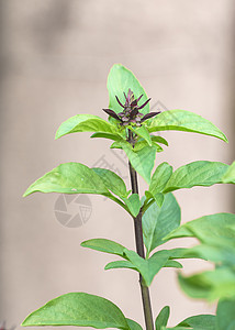 绿色鲜绿和鲜花生长植物蒸汽草本叶子芳香营养蔬菜香料食物图片