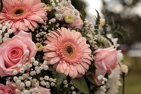 粉红玫瑰和粉红色的雪贝拉花满天星花瓣玫瑰花束风格装饰婚礼雏菊背景图片
