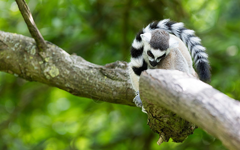 环尾狐猴Lemur catta食物尾巴黑与白濒危条纹眼睛卡塔荒野哺乳动物警报图片
