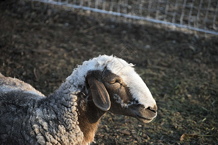 户外养羊业的肖像农村耳朵羊毛场地内存手表哺乳动物牧场群居家畜图片