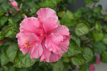 Hibiscus花朵 - 大自然中的粉花图片