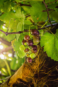 紫红葡萄酒厂藤蔓葡萄园水果季节叶子农场收成植物生长图片