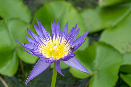 紧贴的莲花花和莲花花植物美丽白色百合植物群紫色绿色池塘粉色花园黄色图片