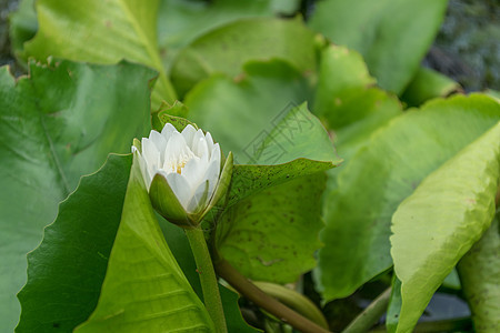 紧贴的莲花花和莲花花植物黄色绿色昆虫植物群蜜蜂美丽粉色池塘热带叶子图片