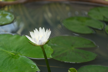 白莲花热带粉色池塘紫色绿色昆虫叶子植物群白色荷花图片