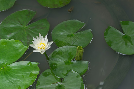 白莲花植物群黄色花园蜜蜂植物昆虫白色粉色百合池塘图片