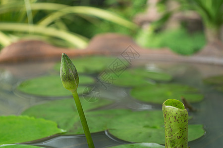 白莲花热带荷花池塘蜜蜂绿色美丽黄色紫色粉色植物图片