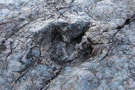 巨大的恐龙脚印 玻利维亚马拉瓜旅行地质学首都化石拉丁兽人地形痕迹蔗糖公园图片