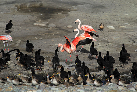 玻利维亚南部Tajsara湖智利flamingos野生动物高原风景矿物海拔天蓝色游客旅行公园反射图片